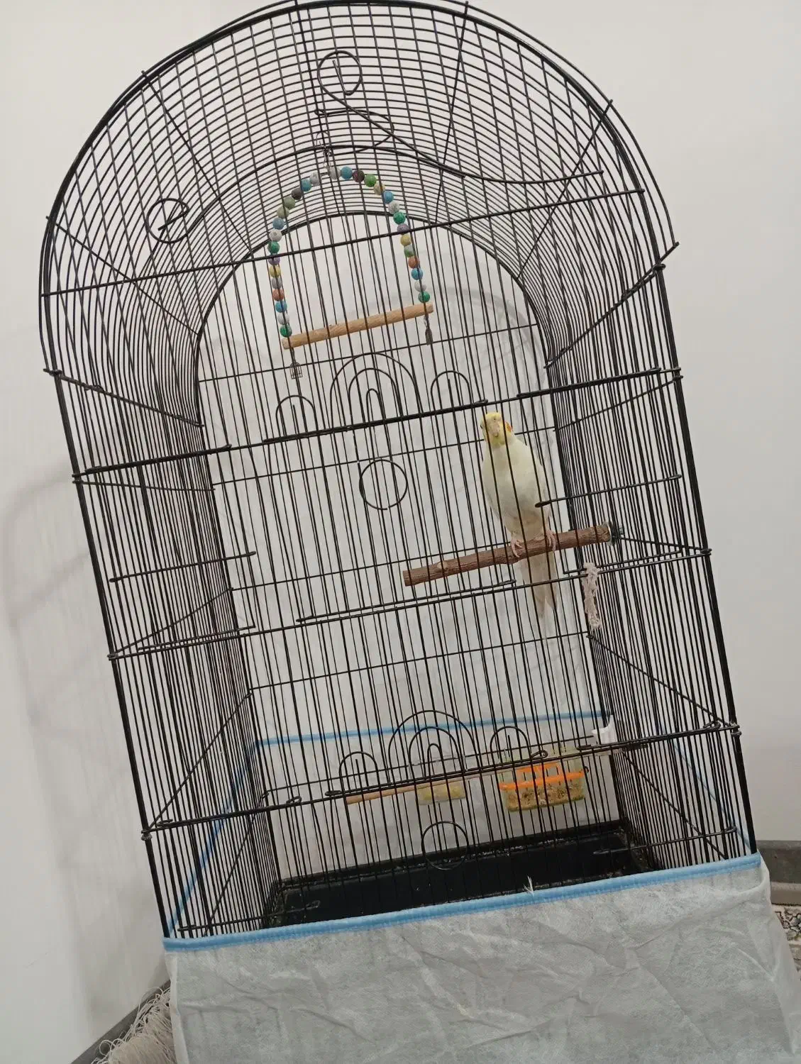 عروس هلندی نر|پرنده|بجنورد, |دیوار