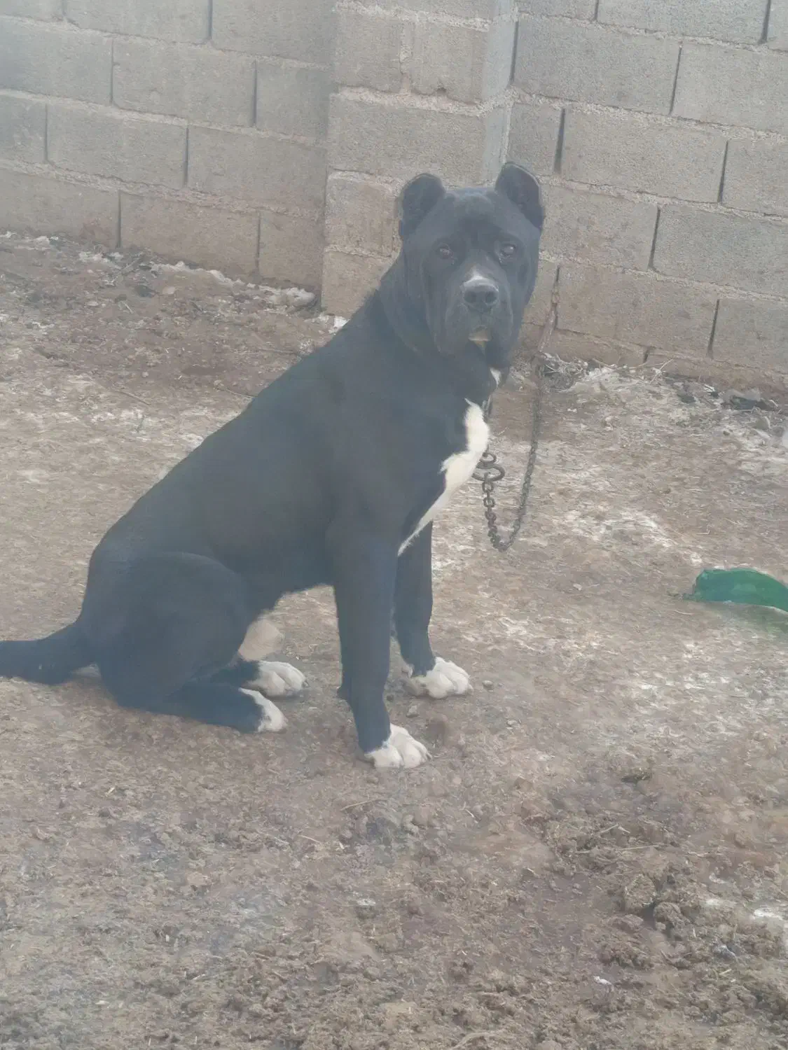 دو قلاده دهن پاک|سگ|کالپوش, |دیوار