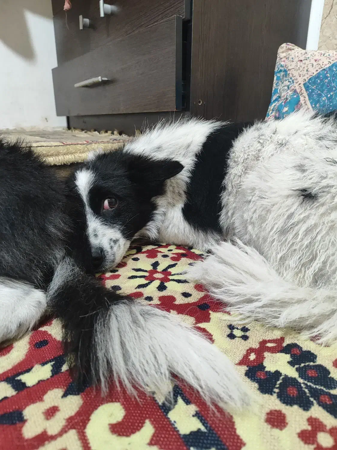 سگ پاکوتاه ماده بی پناه و خسته|سگ|خرمآباد, |دیوار