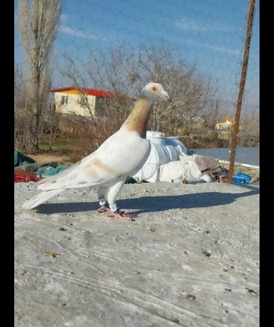 کبوتر|پرنده|دشتابی, |دیوار