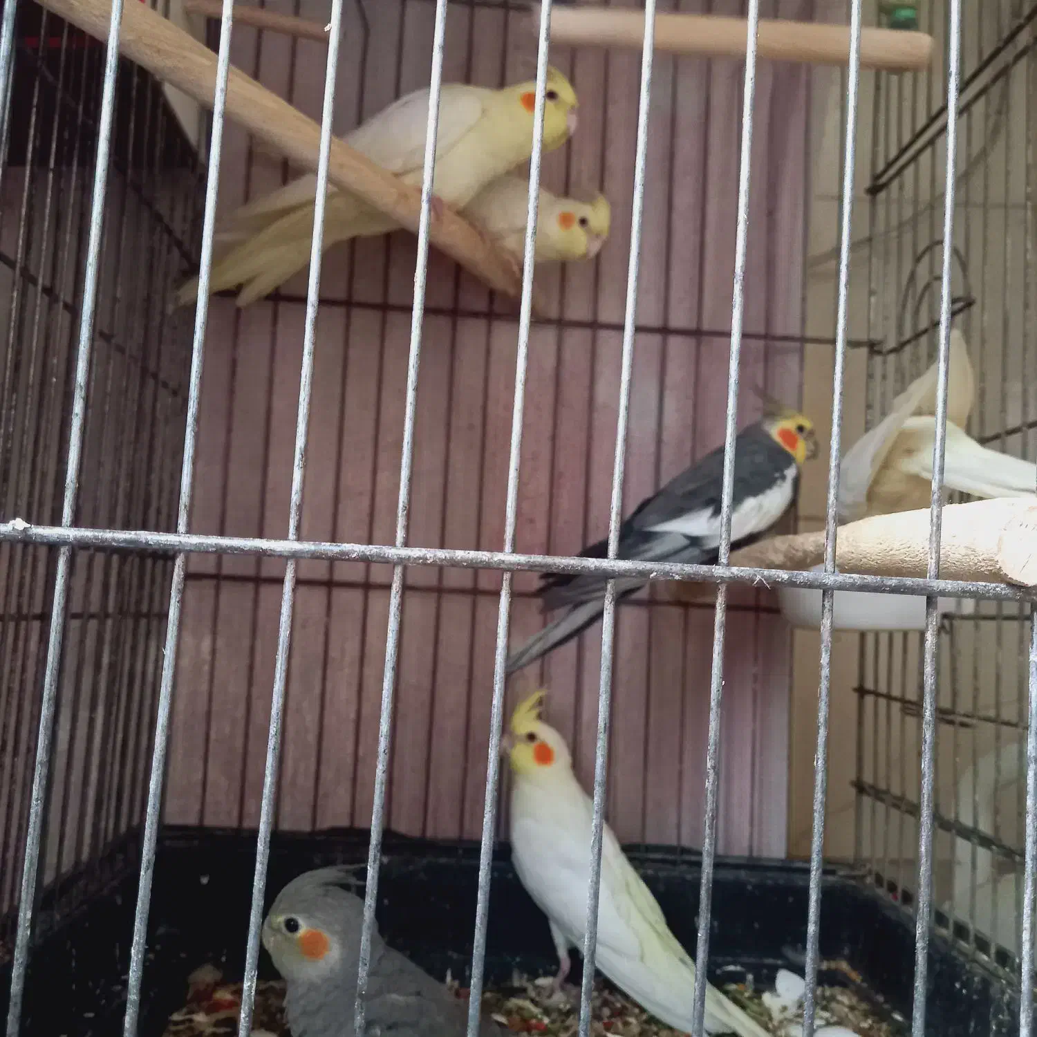 جوجه عروس هلندی تازه دونخور|پرنده|ری, شهید بهشتی|دیوار