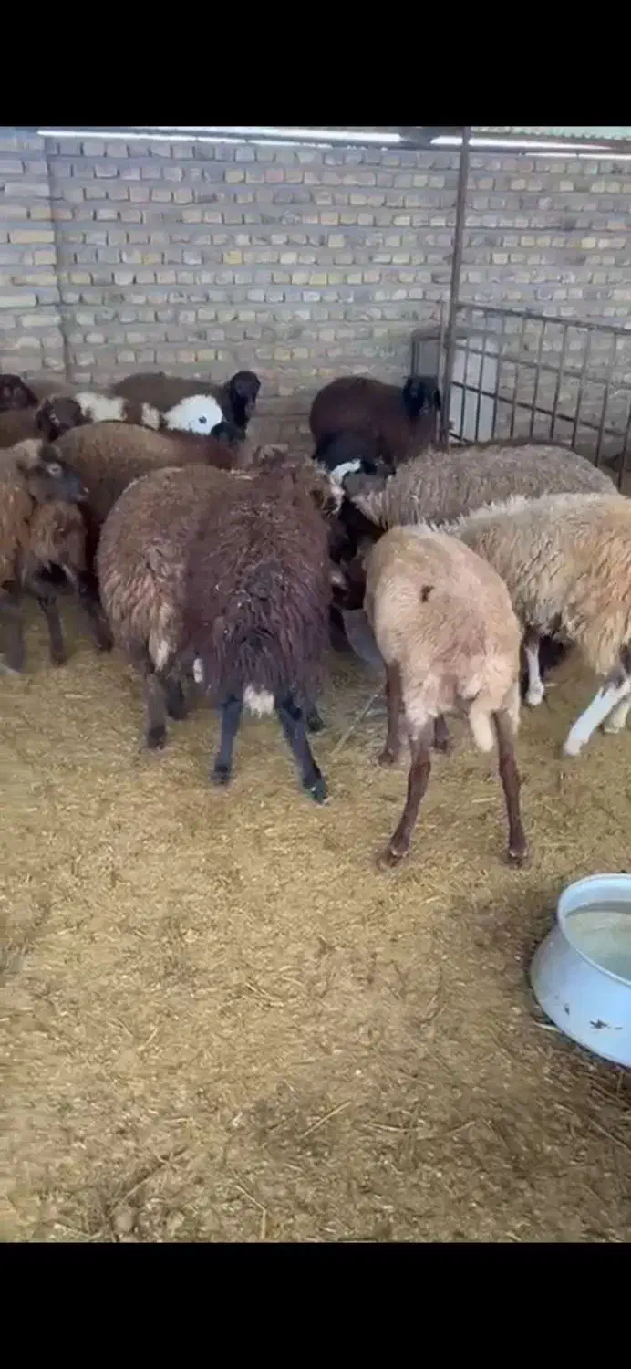 بره نر ماده|حیوانات مزرعه|گنبد کاووس, |دیوار