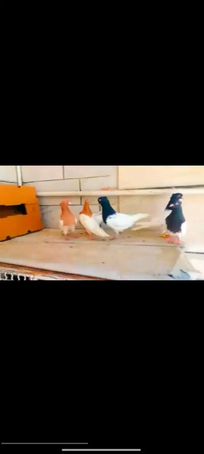 کفتر سینه کفتر کله|پرنده|آبدانان, |دیوار