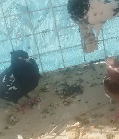 گمشده مژدگانی به یابنده|حیوانات|شیراز, فرگاز|دیوار