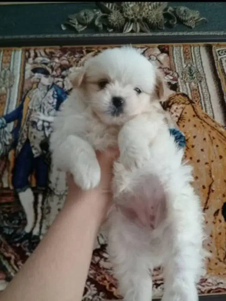 توله سگ ی وجبی شیتزو و پامر پشمکی فانتزی فقط 2500|سگ|قزوین, |دیوار