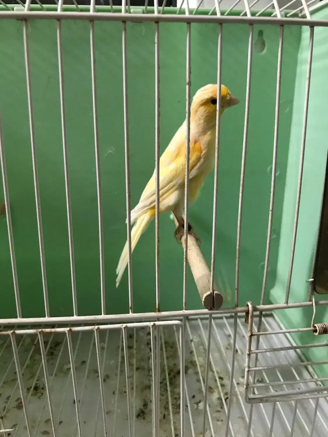 کمربند.قناری ماده ۲ عدد|کیف، کفش، کمربند|اردبیل, |دیوار