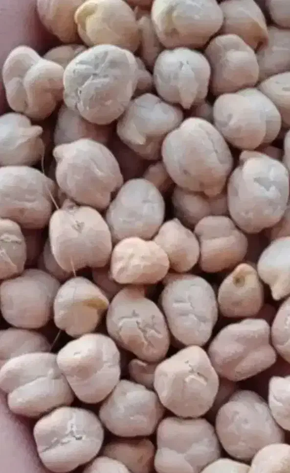 نخود|عمده‌فروشی|شاهنجرین, |دیوار