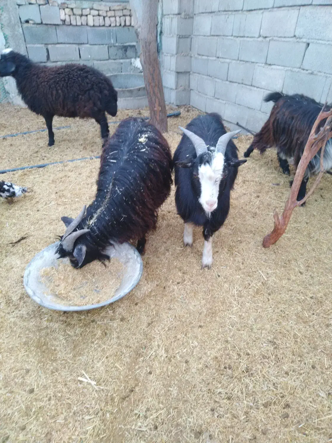 2راس بزغاله نر گوشتی|حیوانات مزرعه|ورامین, خیر آباد|دیوار