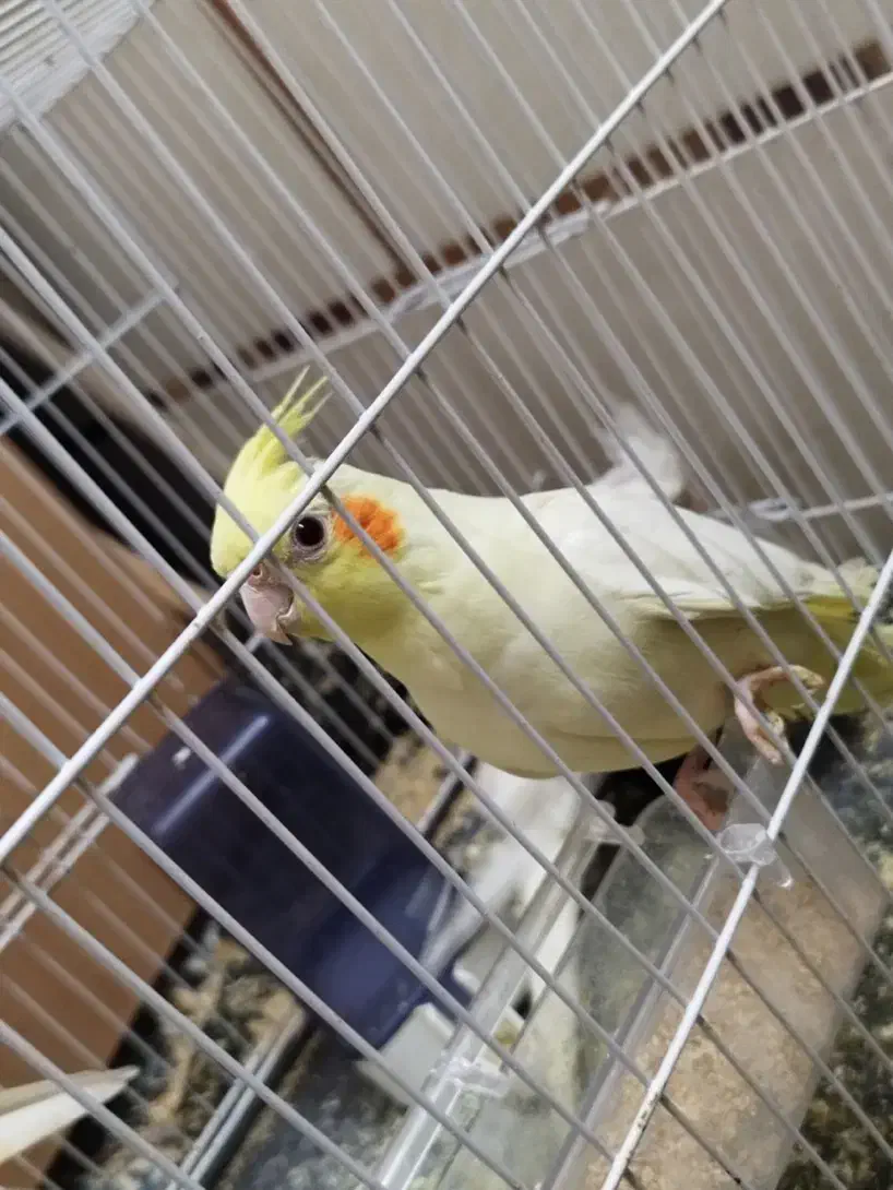 عروس هلندی لوتینو ( تازه دونه خور شده)|پرنده|زابل, |دیوار