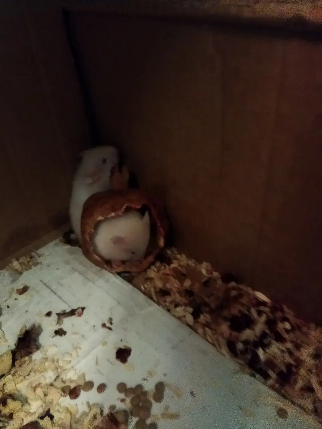 فروش همستر|موش و خرگوش|کرمان, |دیوار