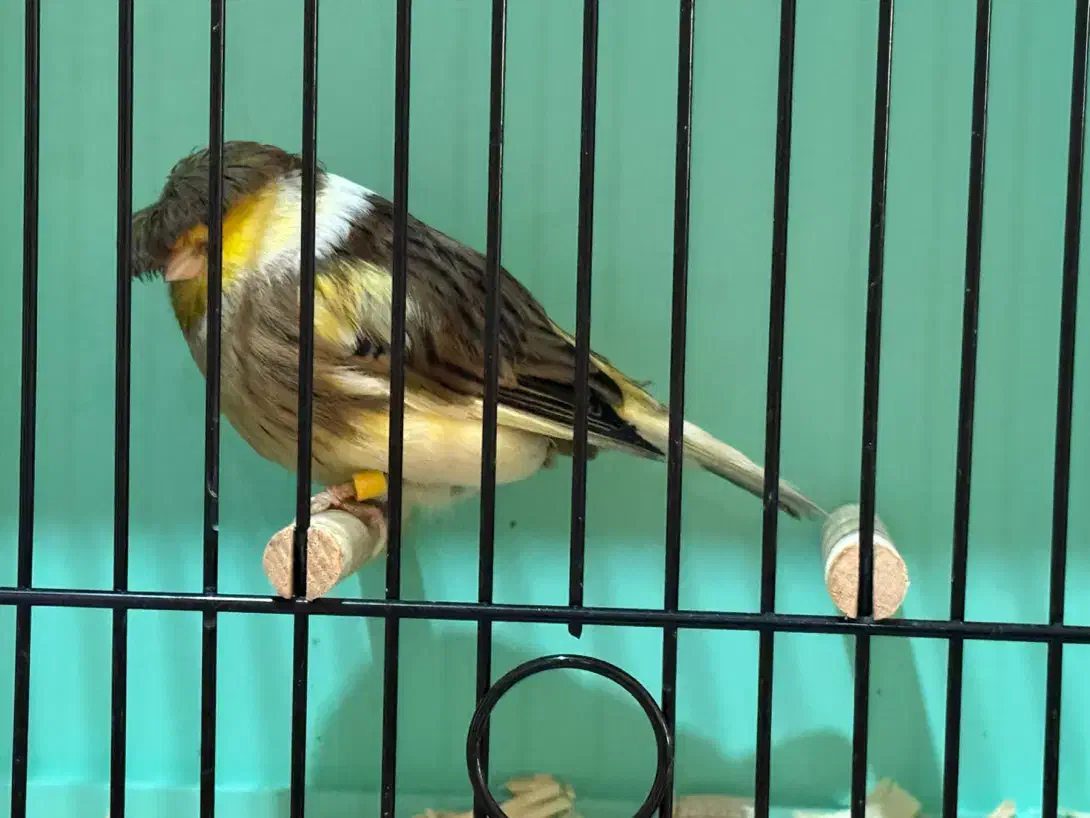 قناری کلاستر  فائو کبالت|پرنده|تهران, پامنار|دیوار