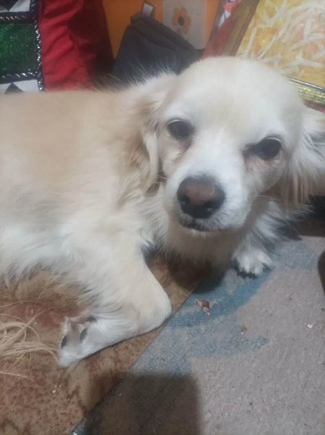 سگ آپارتمانی بسیار ناز|سگ|پاکدشت, پارچین|دیوار