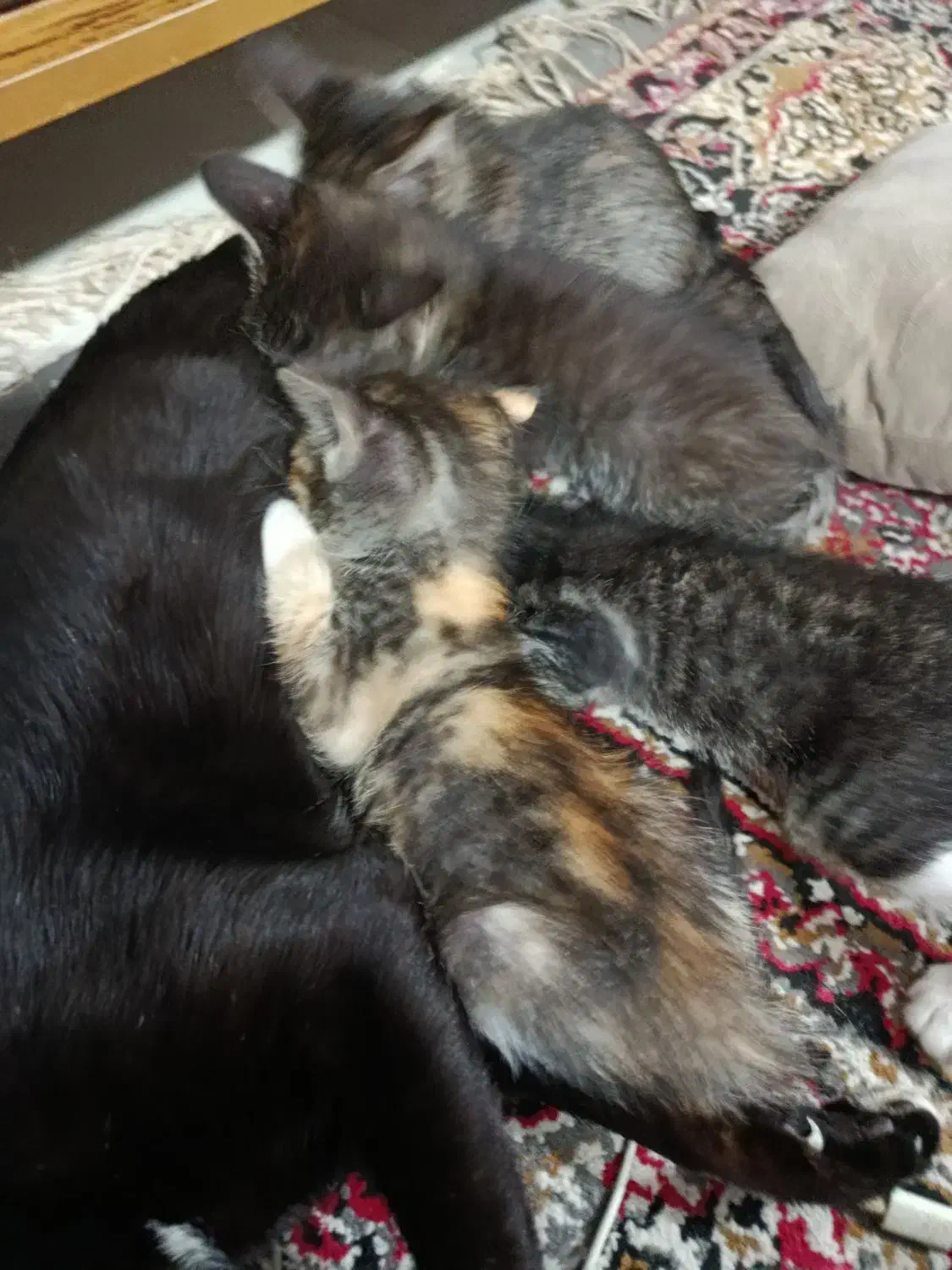 گربه بچه|گربه|گرگان, |دیوار