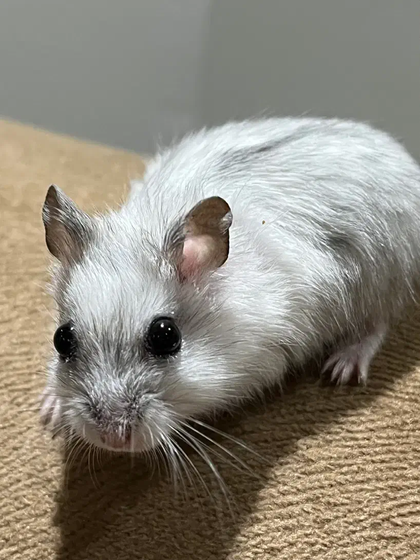 همستر مینیاتوری کمپل|موش و خرگوش|تهران, جنت‌آباد شمالی|دیوار