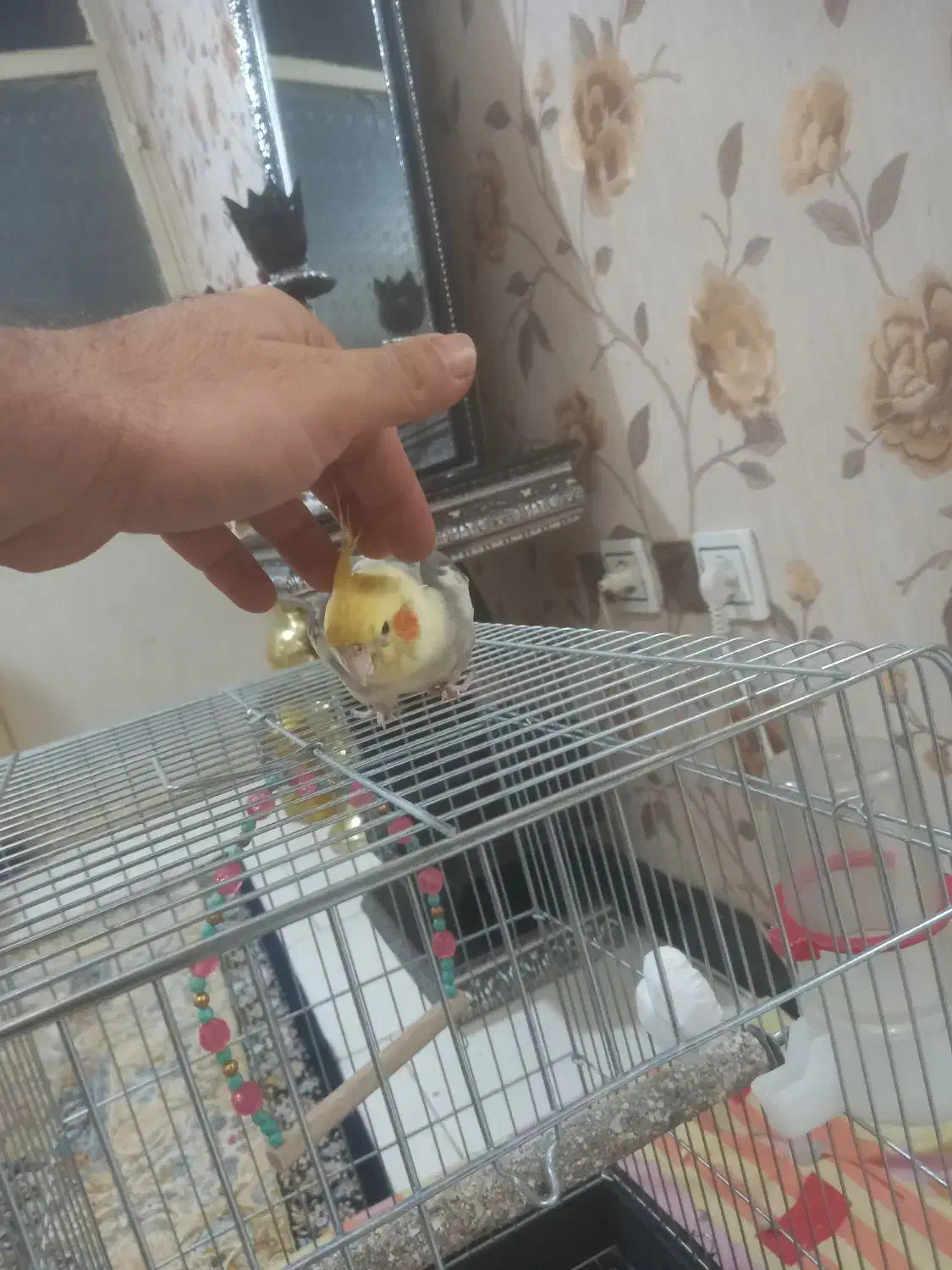 عروس هلندی|پرنده|فردیس, شهرک سپاه|دیوار