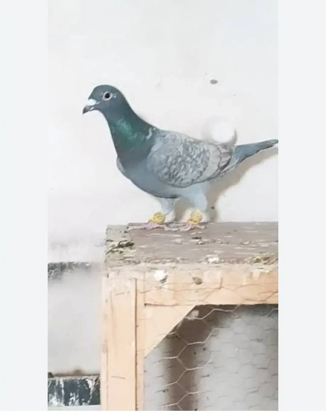 کبوتر گمشده|حیوانات|برازجان, |دیوار