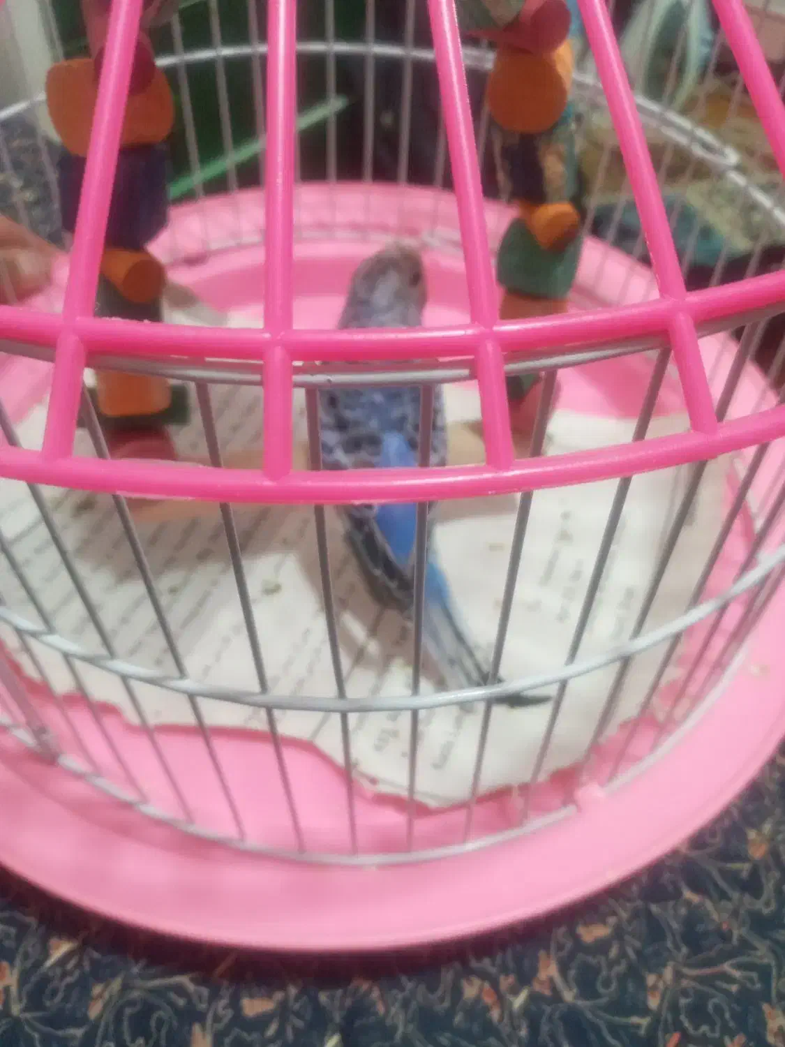 پرندگان|پرنده|رشت, حافظ آباد|دیوار