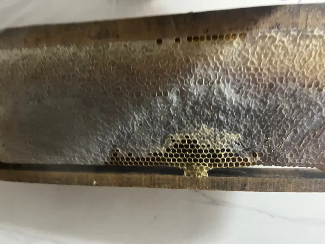 عسل گون طبیعی دامنه های رشته کوه سبلان|خوردنی و آشامیدنی|شاهدشهر, |دیوار