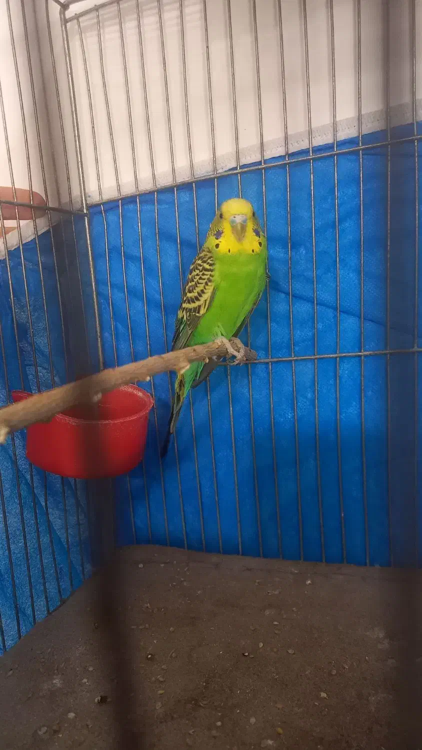 مرغ عشق نر|پرنده|اصفهان, کوجان|دیوار