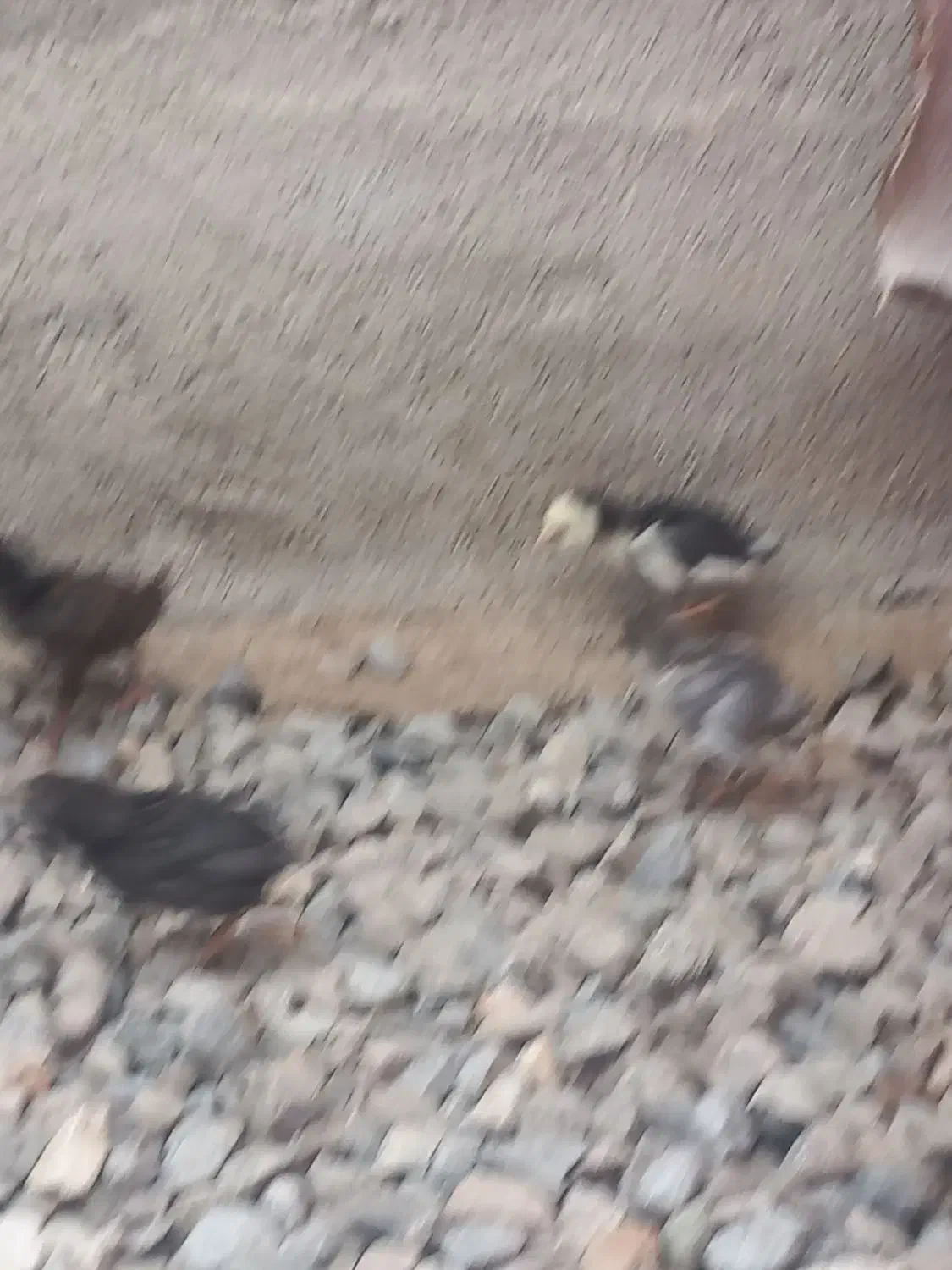 جوجه ۱ ماهه سالم وسرحال|حیوانات مزرعه|آق قلا, |دیوار