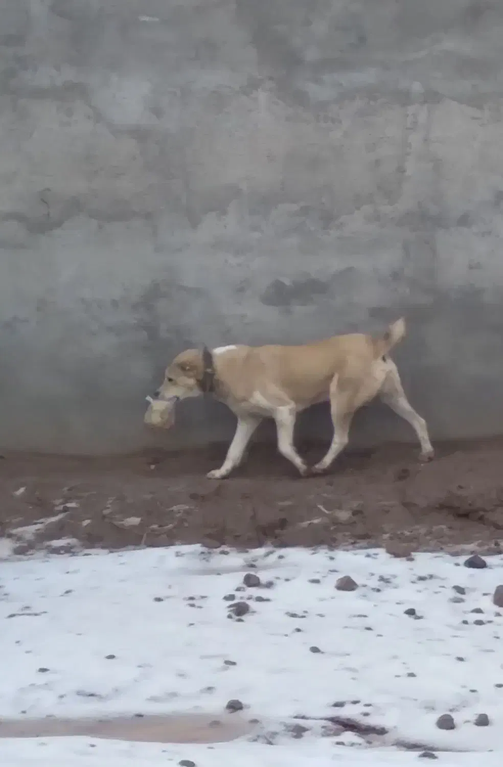 سگ گم شده|سگ|تایباد, |دیوار