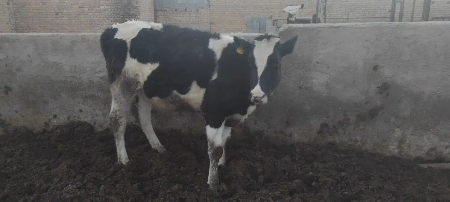 گوساله ماده|حیوانات مزرعه|مرودشت, محمد آباد|دیوار