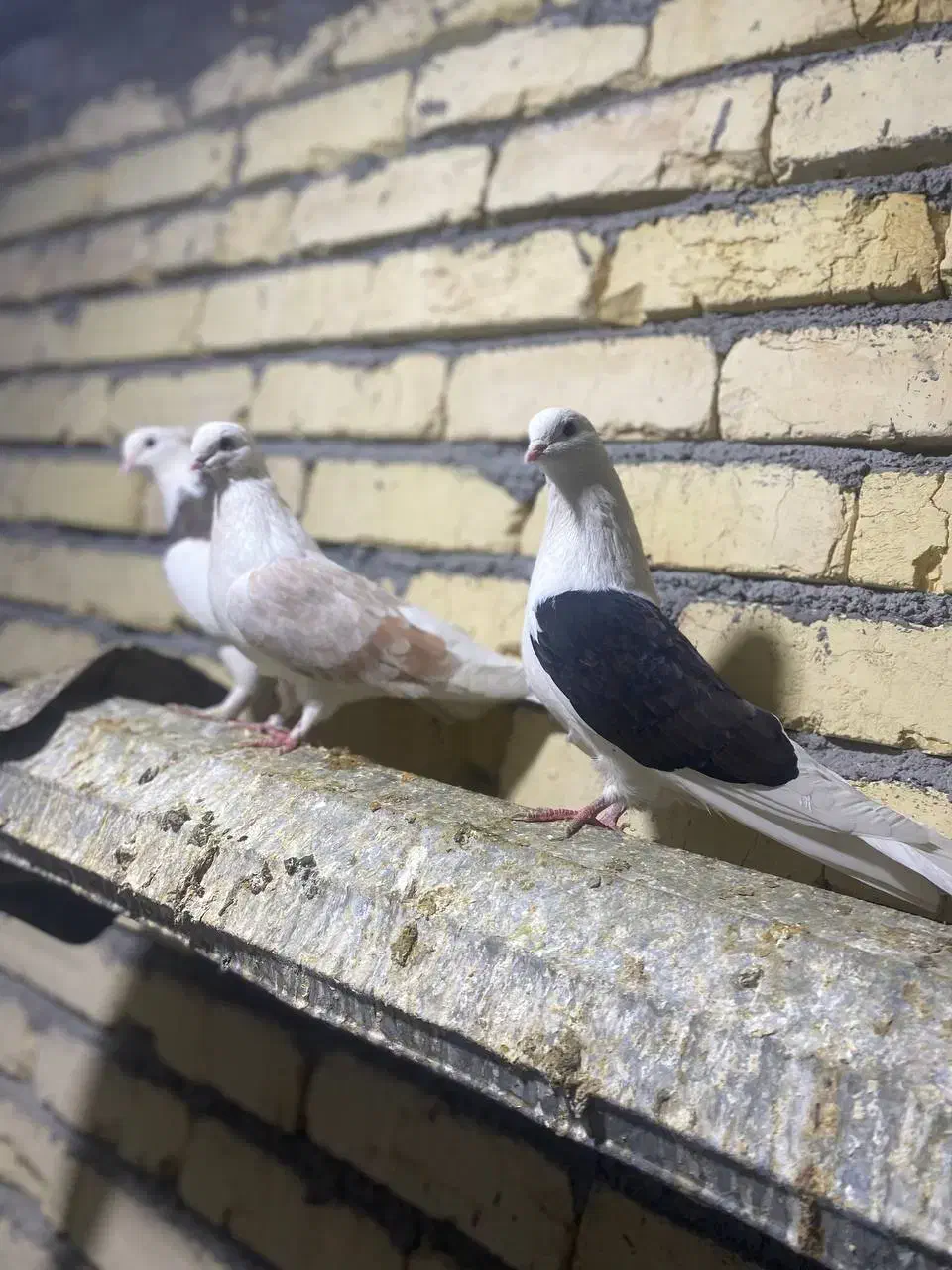 تعداد ۲۵ عدد کبوتر طوقی و دوکت|پرنده|پیر بکران, |دیوار