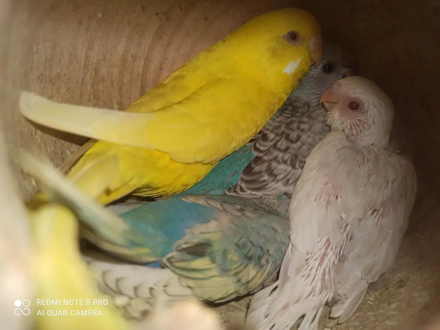 مرغ عشق باجوجه .وطوطی کوتوله|پرنده|میناب, |دیوار