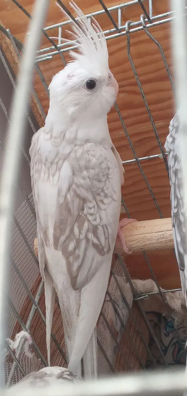 عروس هلندی جوجه|پرنده|بجنورد, |دیوار