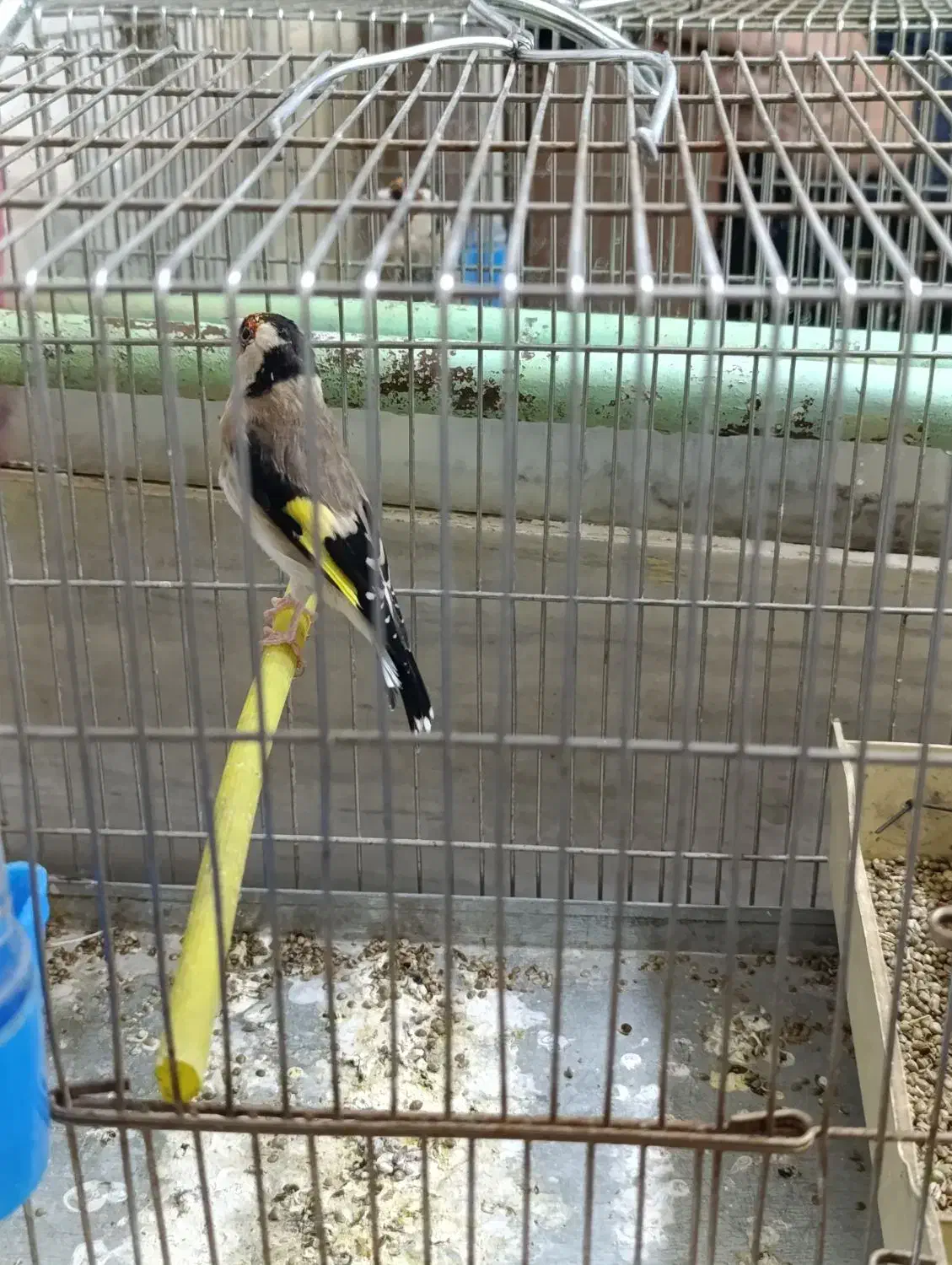 سهره جوجه قفس|پرنده|بروجرد, |دیوار