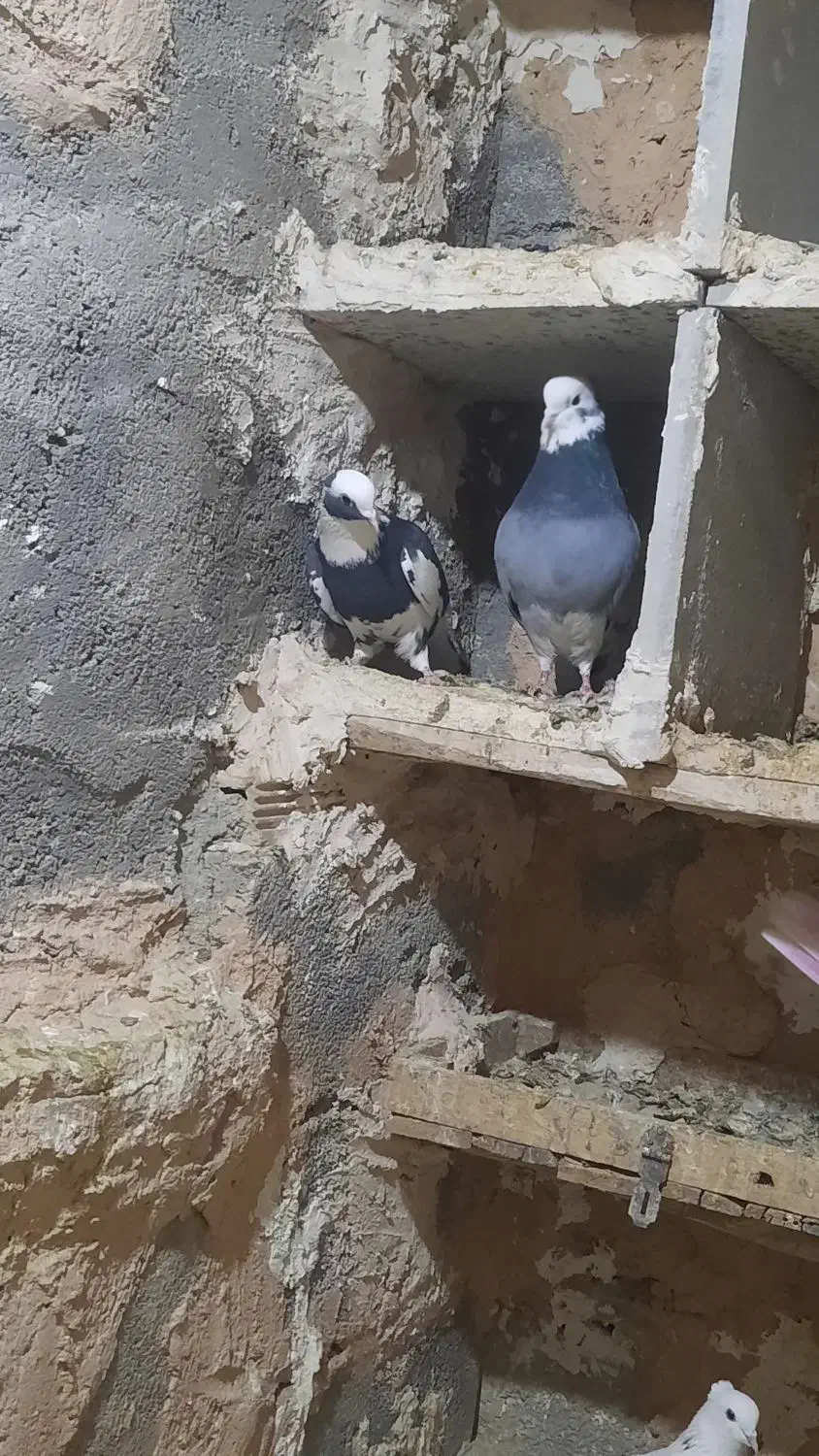 شازده نر کاکلی ماده بی کاکل|پرنده|قم, علی آباد|دیوار