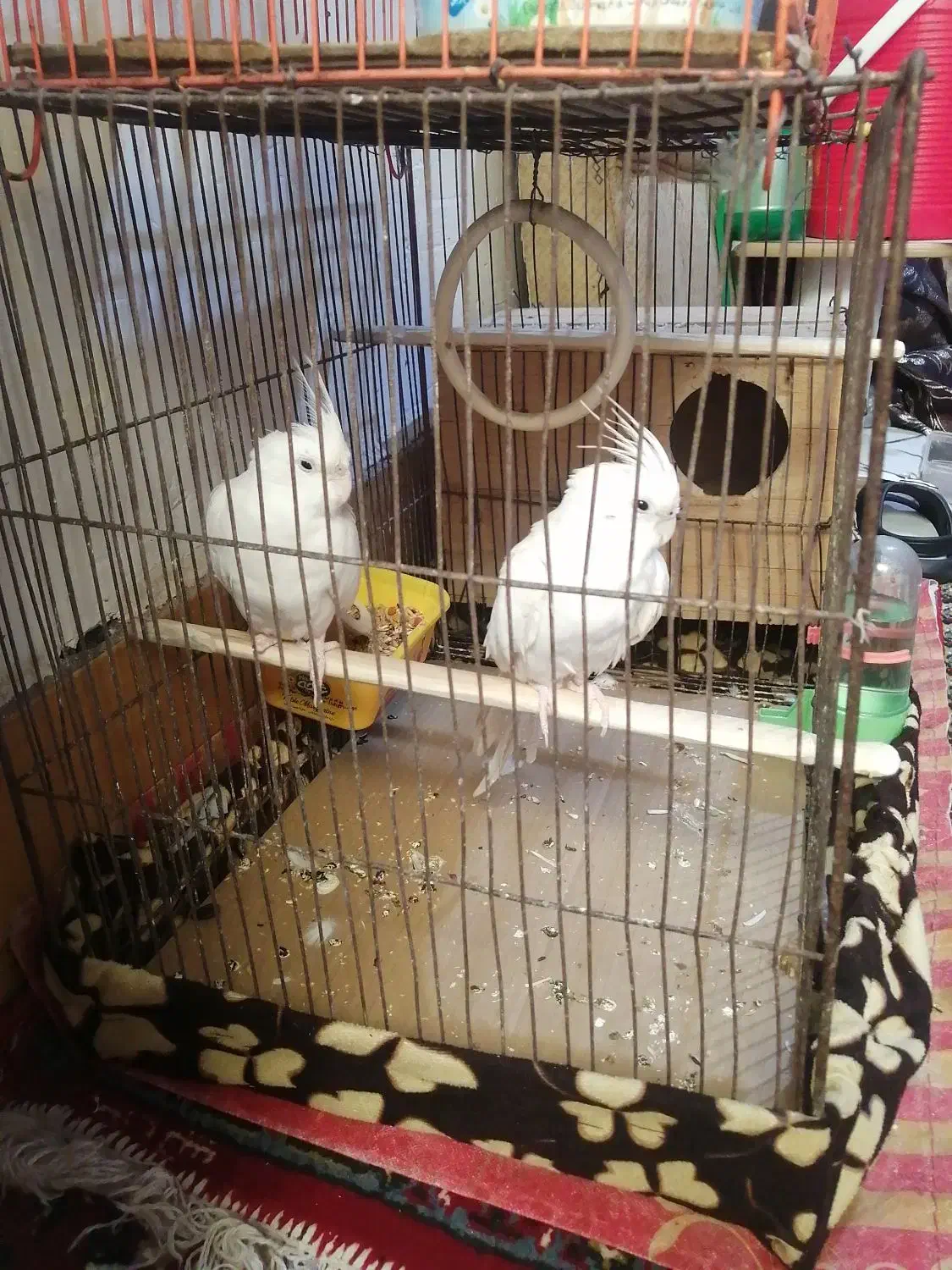 عروس هلندی|پرنده|آبادان, |دیوار