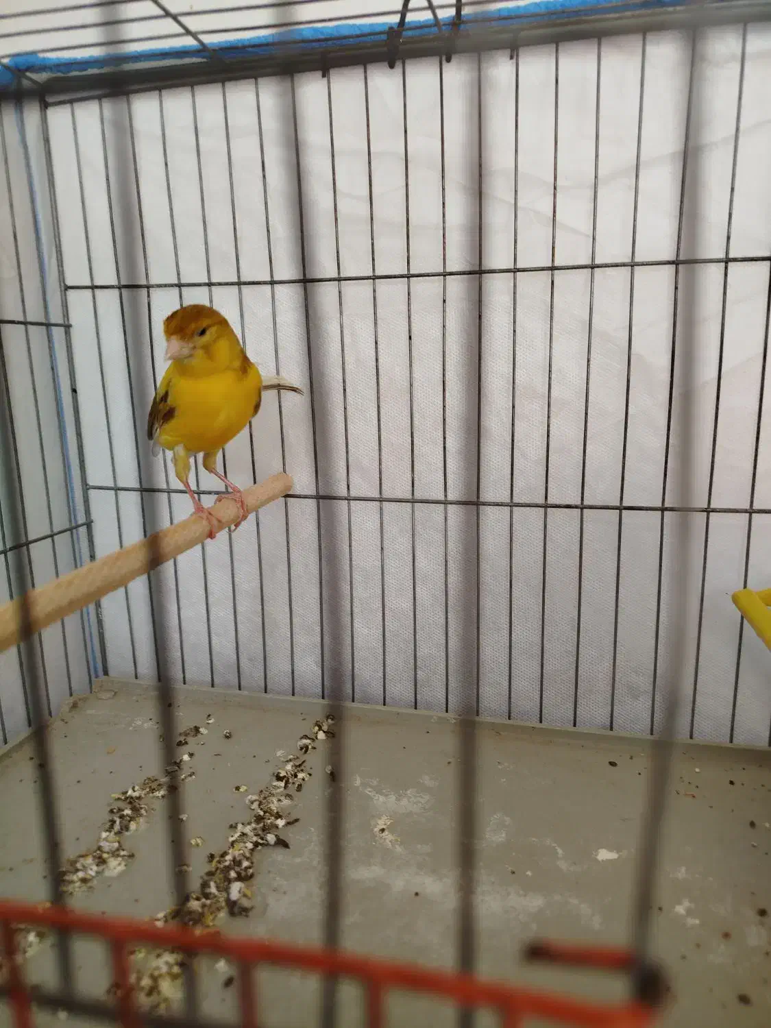 قناری|پرنده|شیراز, کوشک میدان|دیوار