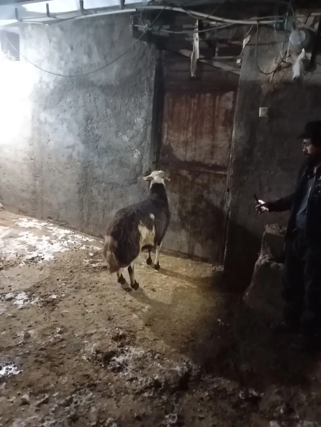 قوچ|حیوانات مزرعه|بروجرد, |دیوار