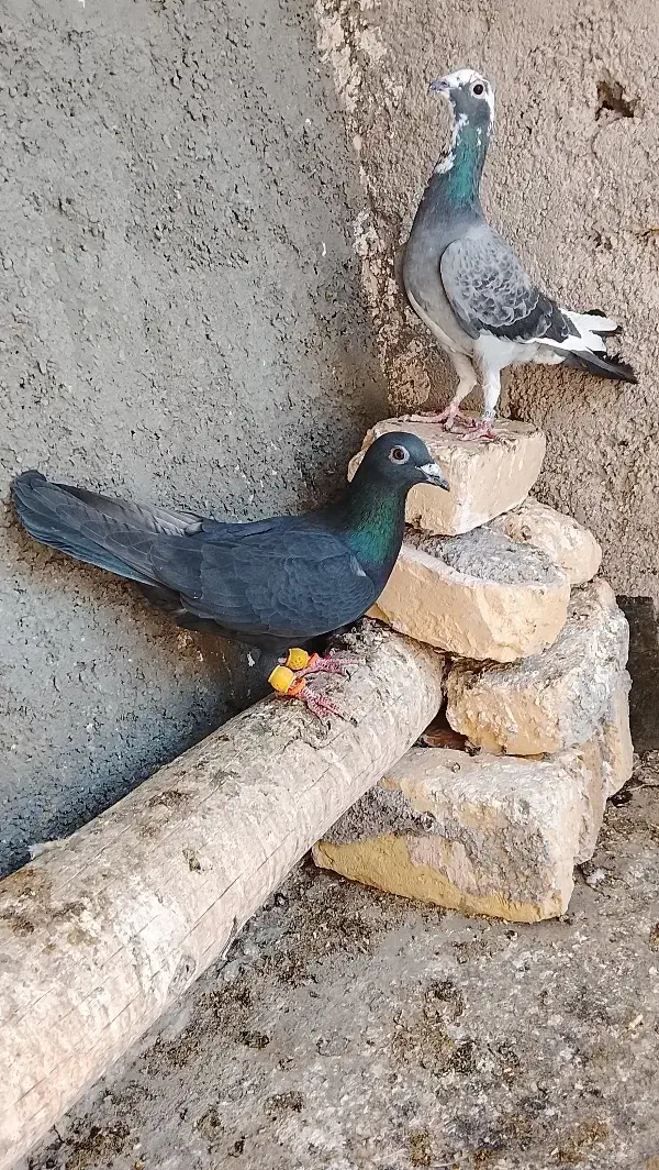 کفتر آلمانی|پرنده|تربتحیدریه, ده پائین|دیوار