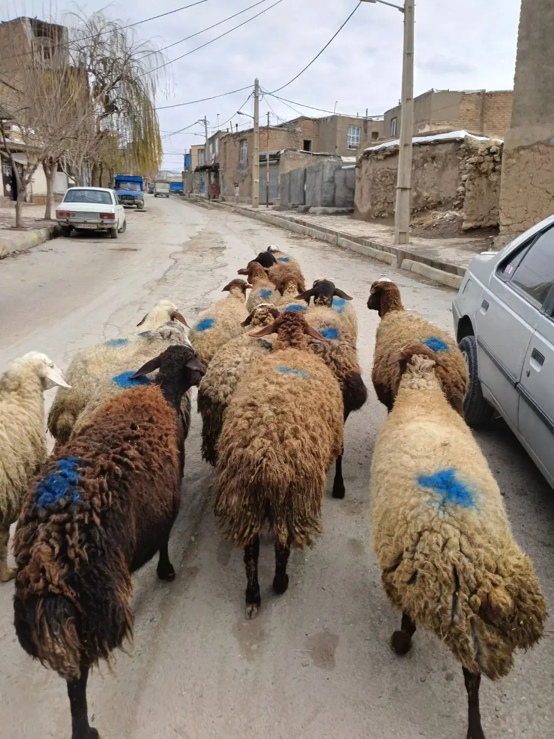 گوسفند آبستن|حیوانات مزرعه|جوانرود, |دیوار