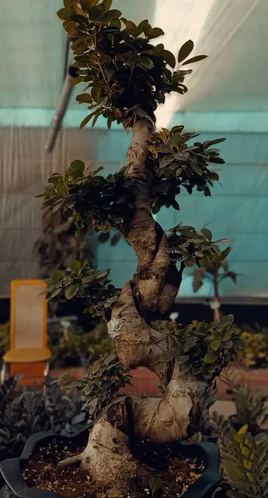 بنسای جنسینگ در مدل ها و سایز های متفاوت درگلوریا|گل و گیاه طبیعی|قم, پردیسان|دیوار