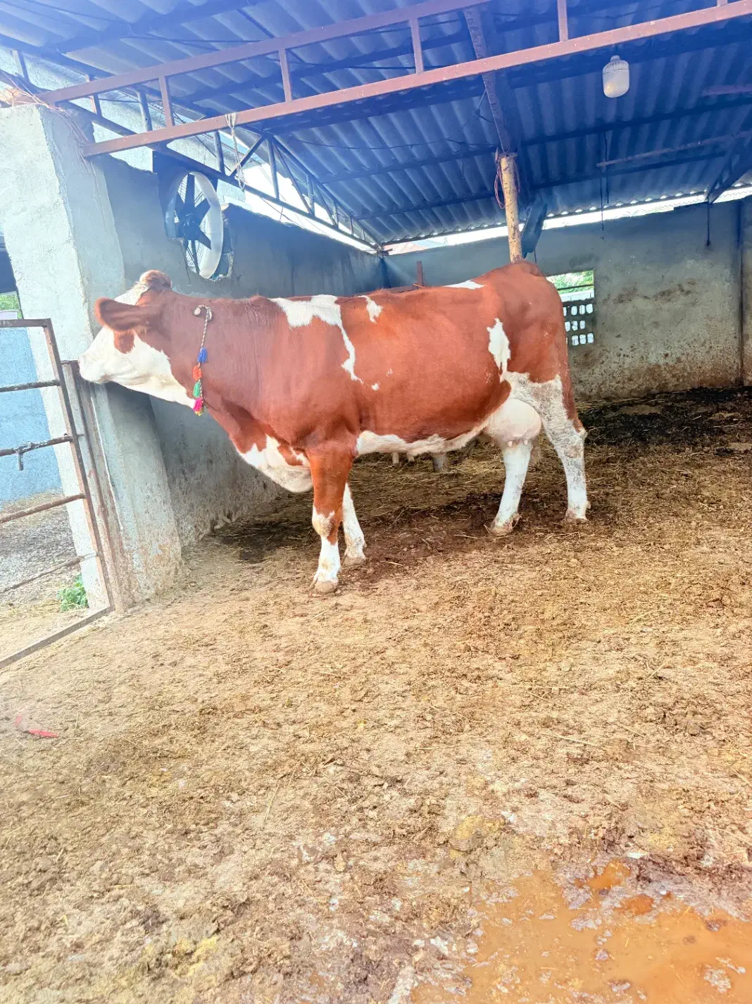 گاو قرمز تلقیح شده شیری|حیوانات مزرعه|بندر ترکمن, |دیوار