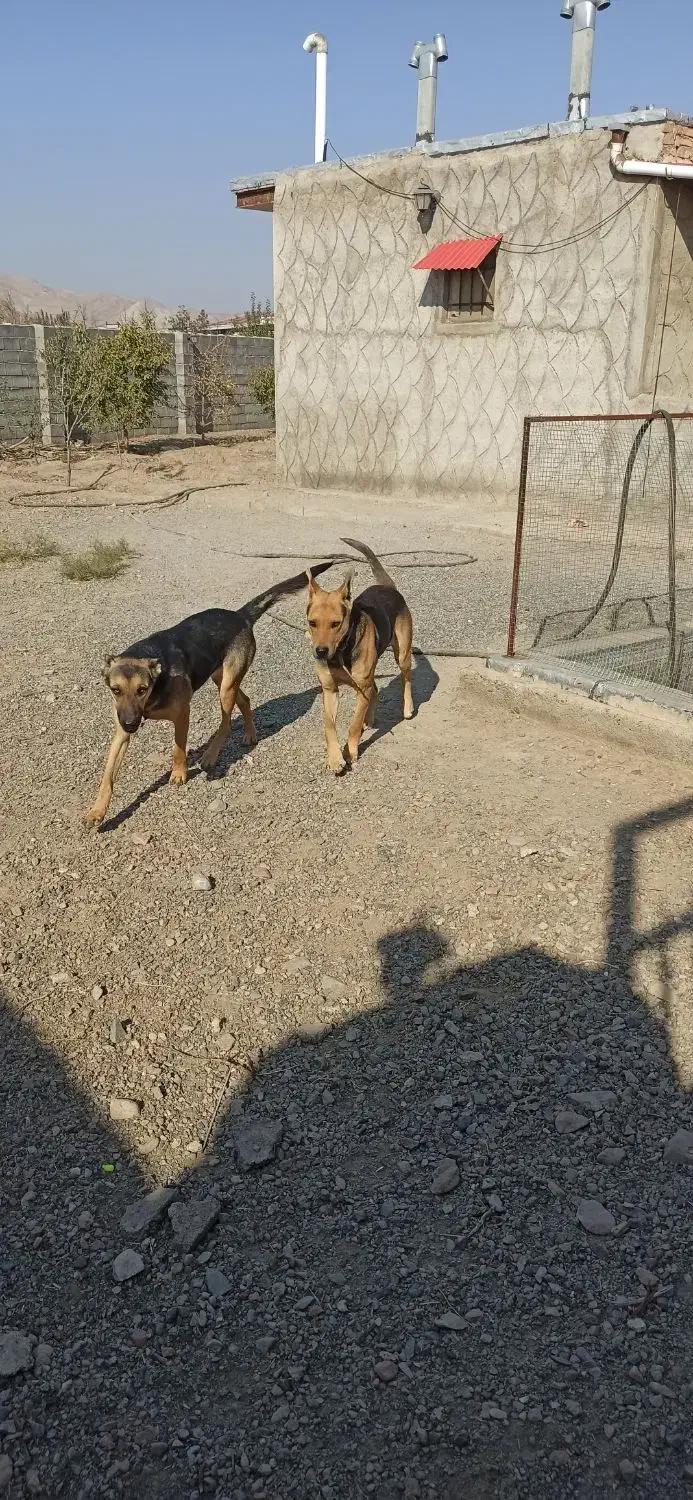 سگ ژرمن و گرگی|سگ|صوفیان, |دیوار