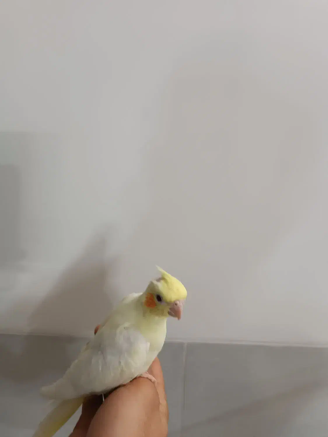 عروس هلندی زعفرونی|پرنده|یزد, |دیوار