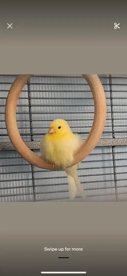 استخدام نیروی خانم جهت کار در سالن قناری|استخدام سرایداری و نظافت|ملایر, |دیوار