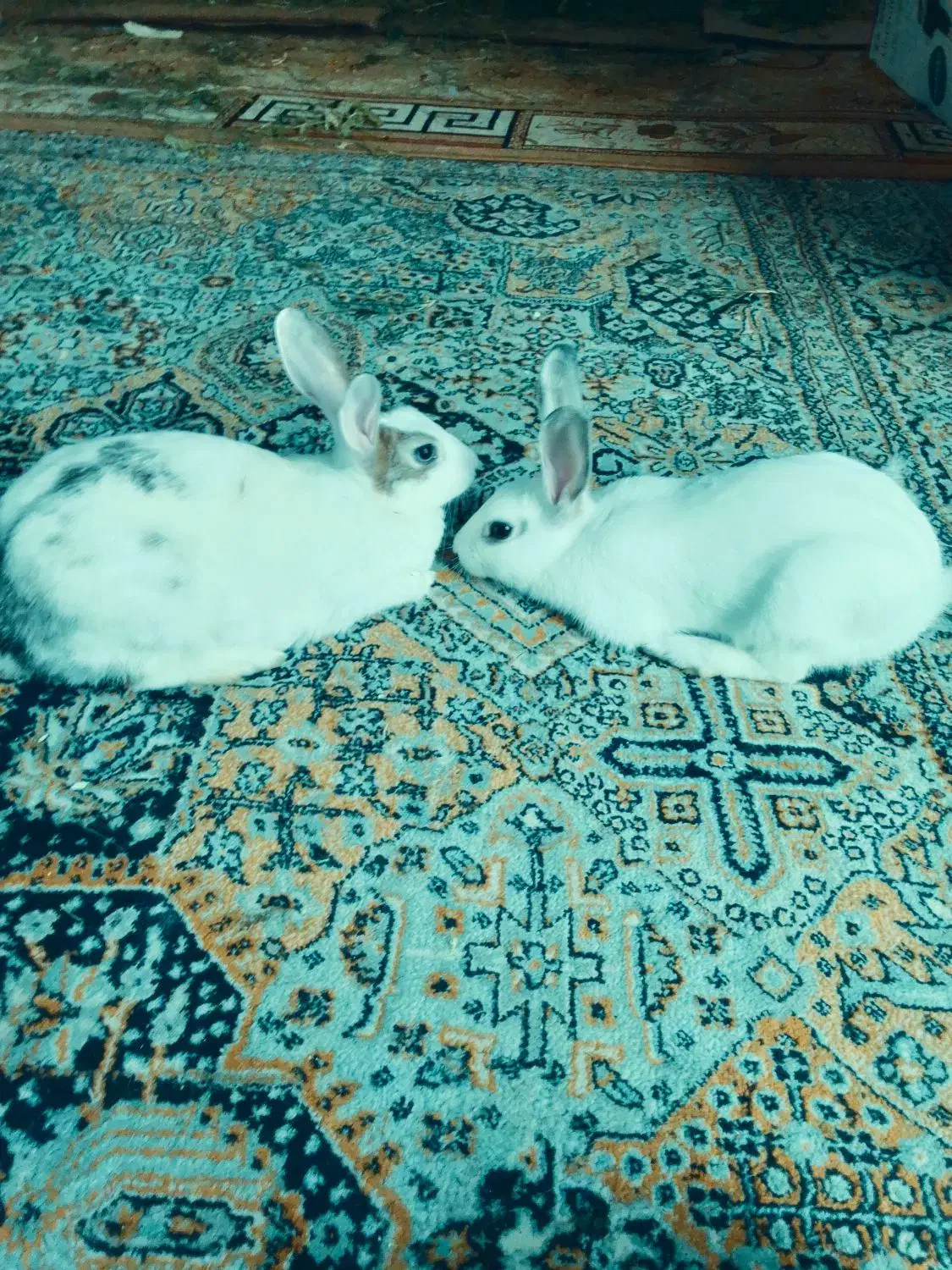 خرگوش|موش و خرگوش|کیش, |دیوار