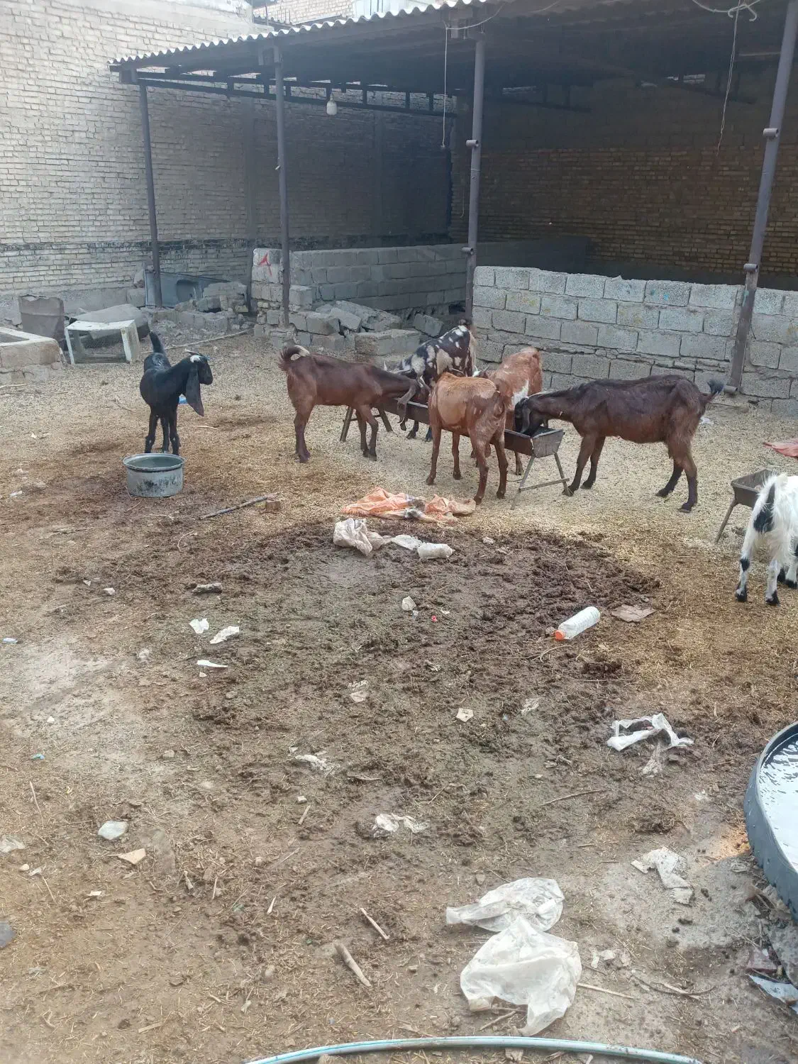 ۶عددبزابستن|حیوانات مزرعه|اهواز, عین ۲|دیوار