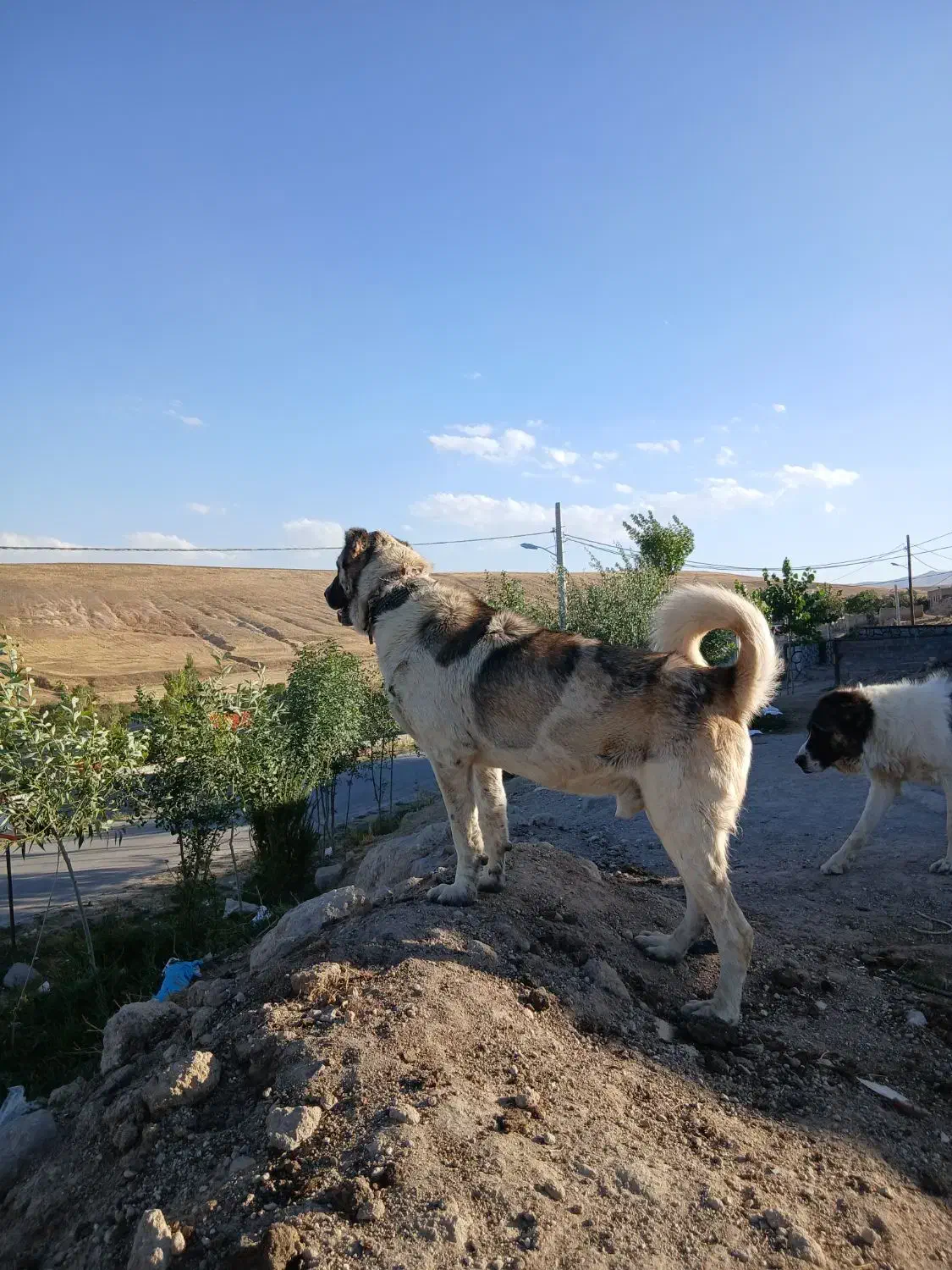 سگ سرابی گله|سگ|بستان آباد, |دیوار