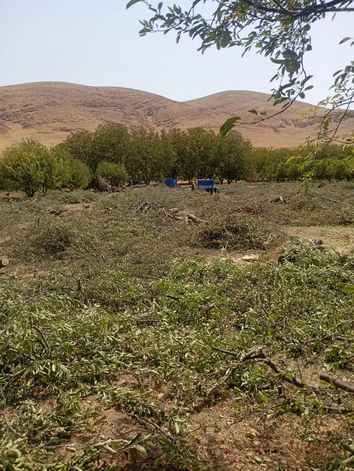 خرید ضایعات وانواع چوب|خدمات باغبانی و درختکاری|میاندوآب, |دیوار