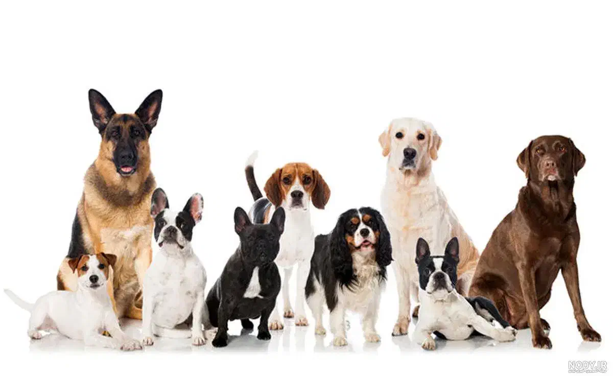 سگ نژاد دار پیدا شده|حیوانات|اصفهان, آهنگران|دیوار