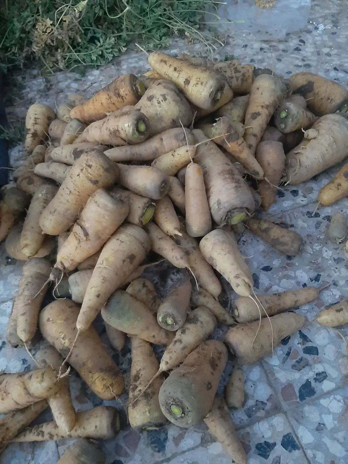 زردک|خوردنی و آشامیدنی|سبزوار, رباط|دیوار