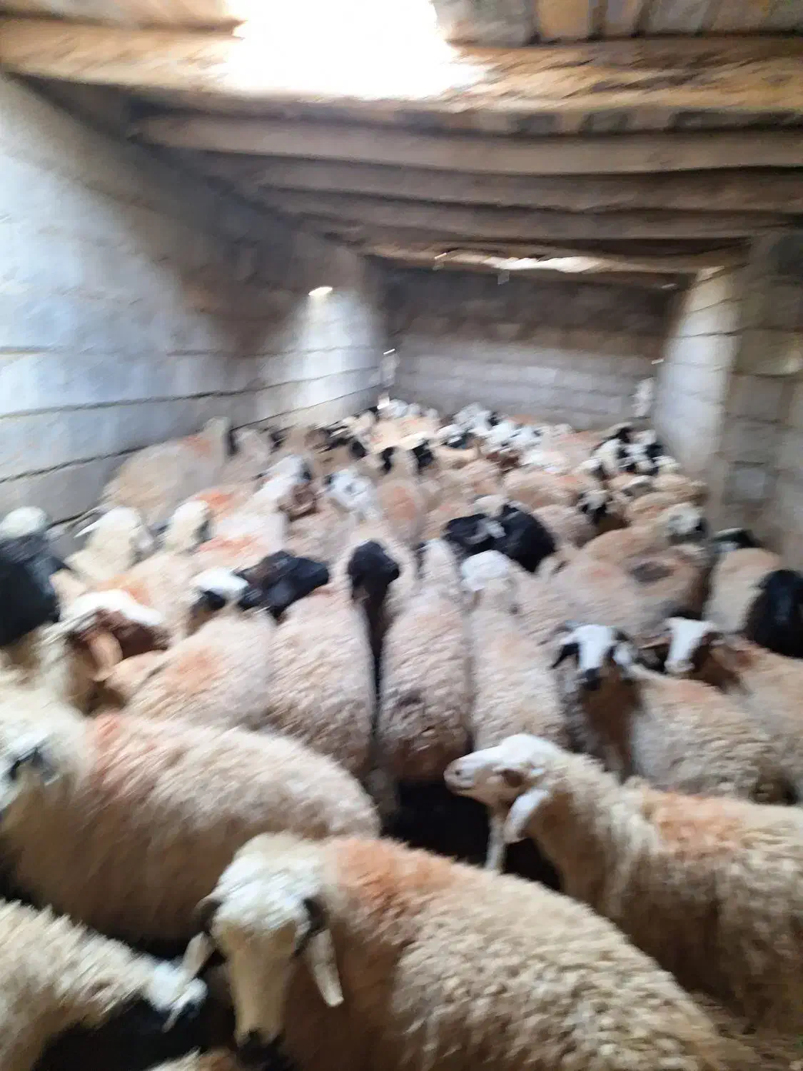 بره گوسفند بومی چاق درجه یک|حیوانات مزرعه|شاهینشهر, گرگاب|دیوار