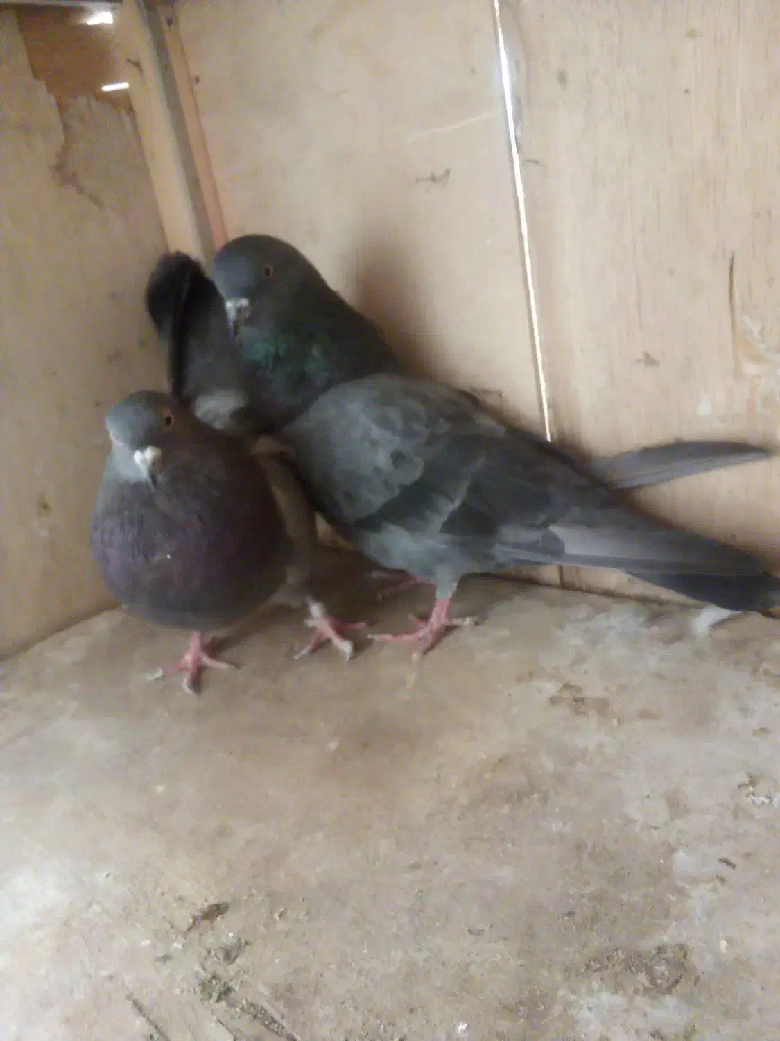 کفترپرشی|پرنده|تهران, یاخجی آباد|دیوار