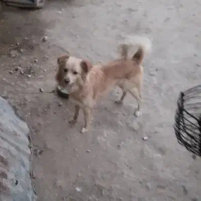 سگ پامر اشپیتز|سگ|کرمانشاه, |دیوار